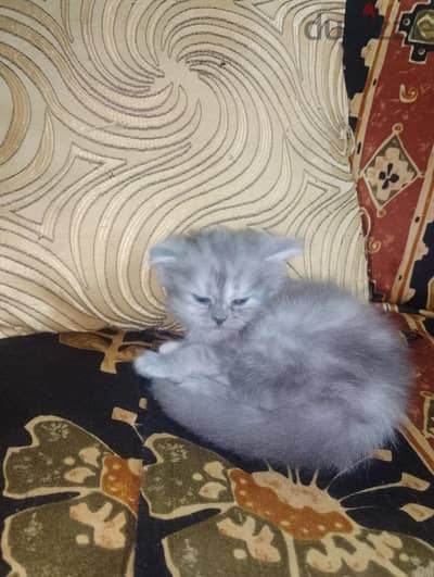 قطط عندهم 50 يوم
