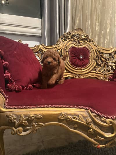 Toypoodle puppy
