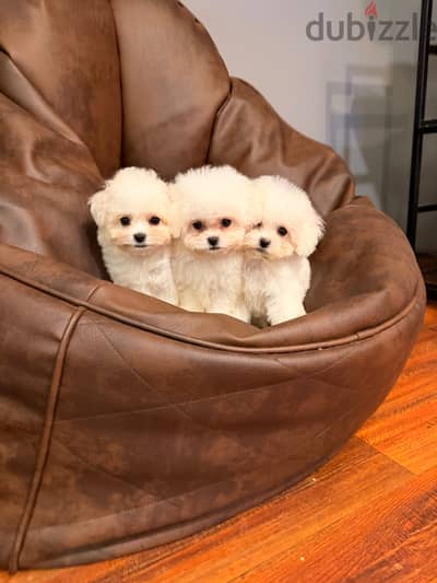 Bichon frise puppy