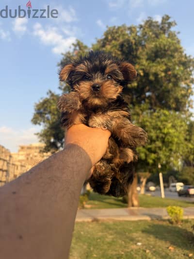 Yourkshire puppy