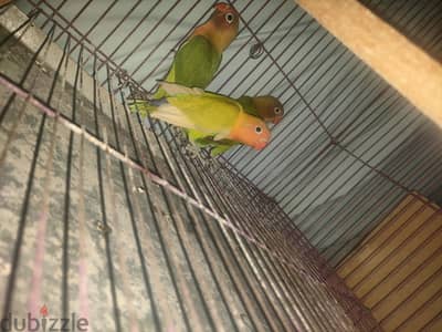 3حتات فيشر