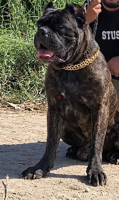 ذكر كين كورسو للجواز فقط cane corso for mating