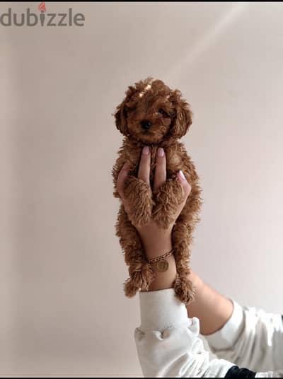 toy poodle
