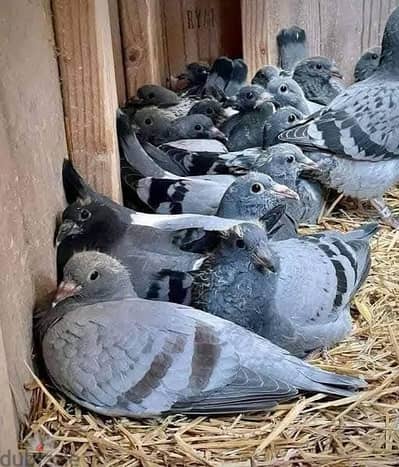 مطلوب حمام بلدي للتربية