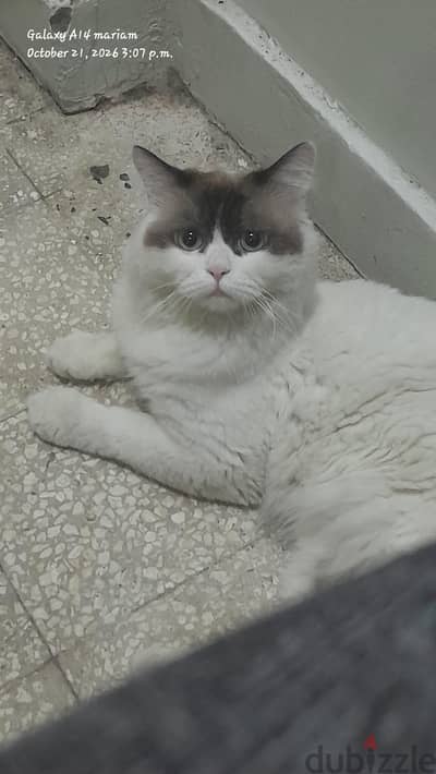 قط راغدول