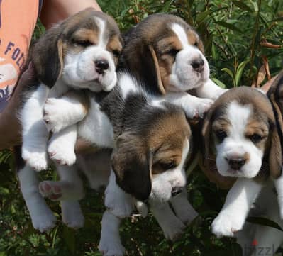 Beagle