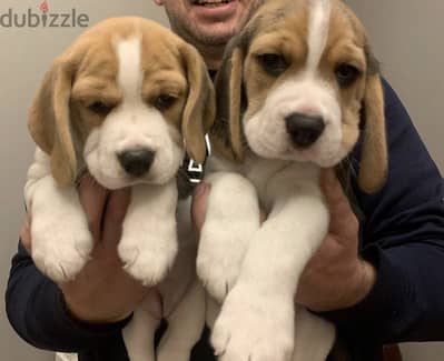 Beagle puppy بيجل