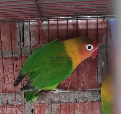 زيادات فيشر و روز