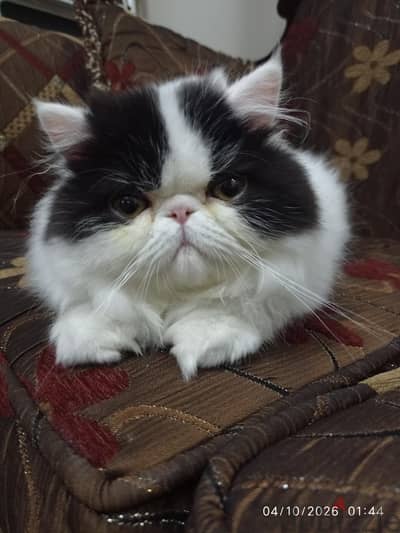 قطه بنت بكي فيس