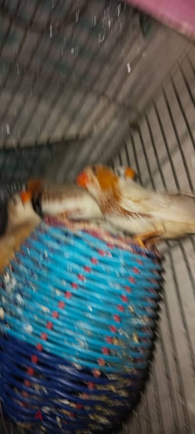 ٣ قصوص زيبرا شغالين بالزغاليل اورنج وهاف اورنج وايزابيل اورنج وثري كم