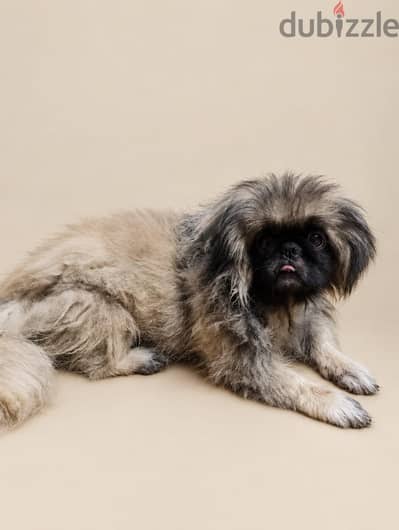 دكر بكنوه دم جديد