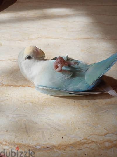 عصفوره روز أليفه للبيع او للبدل