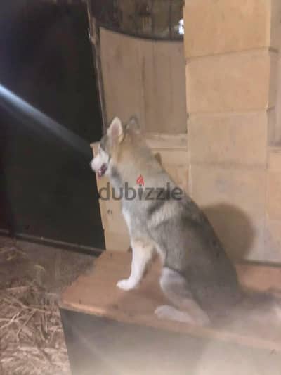 انثي هاسكي