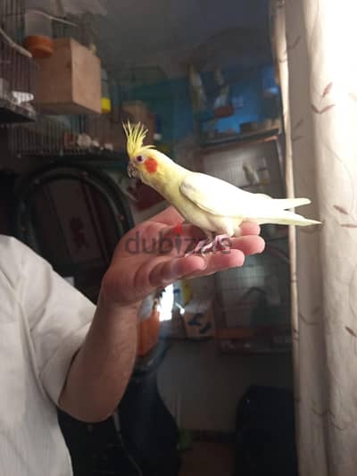 كوكتيل لاتيني للتاكيل اليدوى
