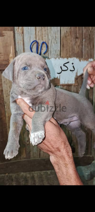 جراوي بيتبول بولي عمر ٣٣ يوم