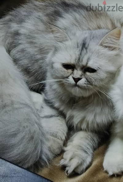 قطه تبني