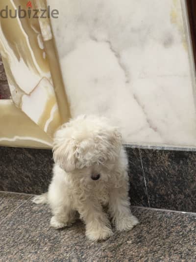 كلبه Havanese(هافانيز)
