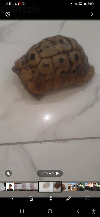 سلحفه يوناني