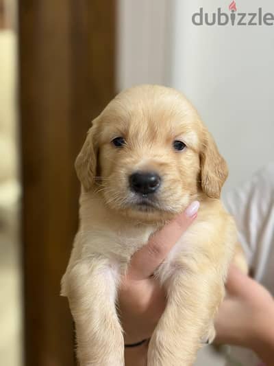 جولدن ريتريفر golden retriever