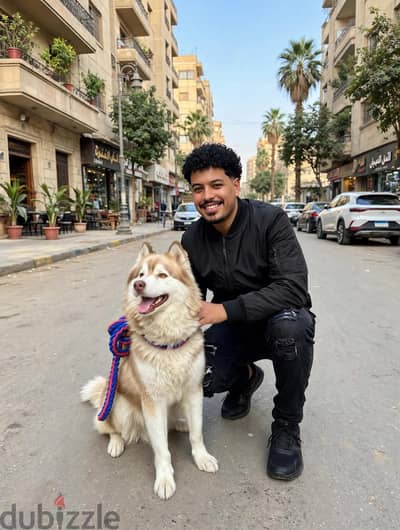 كلاب هاسكي للبيع