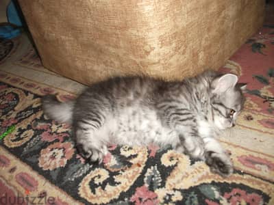 Siberian-Persian cat