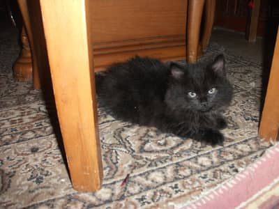 Siberian-Persian cat