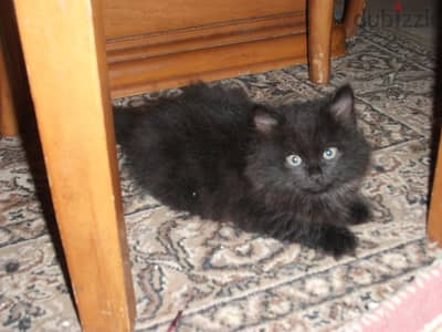 Siberian-Persian cat