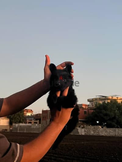 جرواي جيرمن شيبرد للبيع اسعار تنافسيه بازن الله الجرو ب 4500 بسسسسس