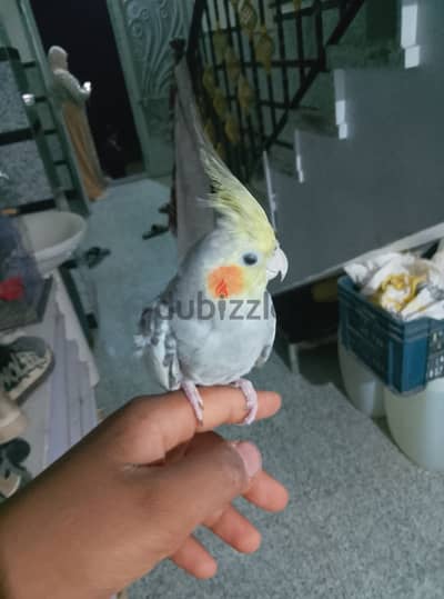الفيوم