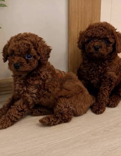 Home Raised Tea-Cup poodle pups ممنوع التجار
