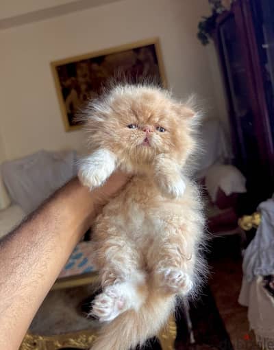 اجمل بنوته دبدوبه ريد وايت 01069909879
