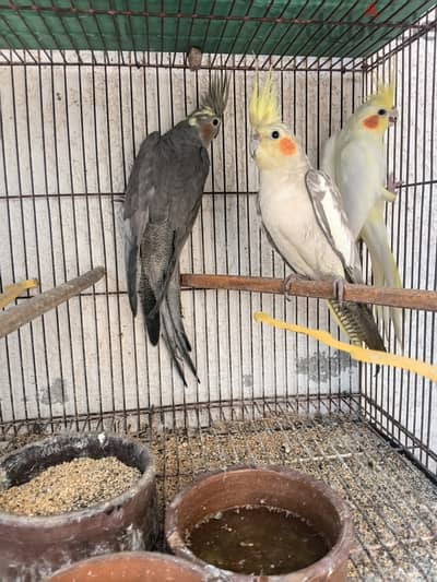 ٣ فرد كوكتيل للبيع