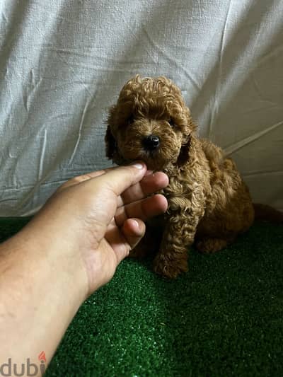 Toy poodle
