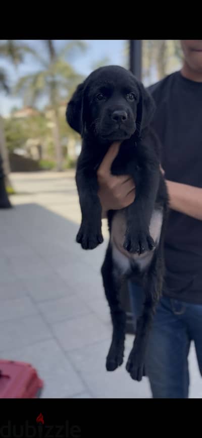 Labrador retreiver puppies لابرادور ريتريفر