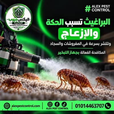 مكافحة الحشرات والقوارض  فى الزمالك