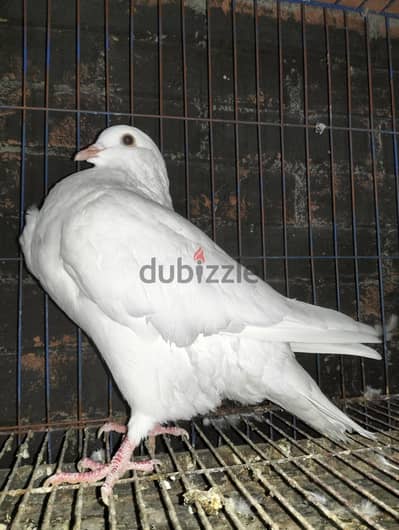 لاحم فرنساوي