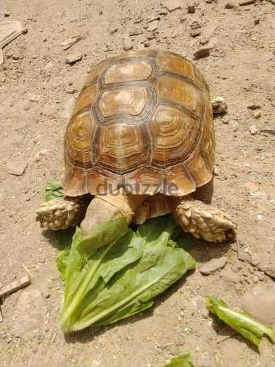 سلوكاتا