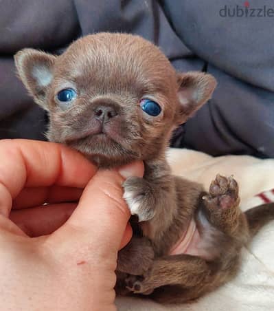 Imported Chihuahua puppies