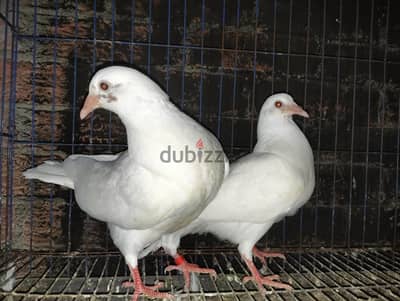 زغاليل فرنساوي