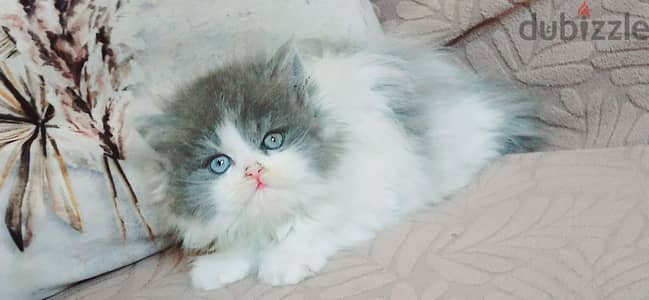 kittens Persian bure and British kitten 50 days // 01014794352 //