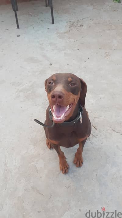 Doberman dog for sale