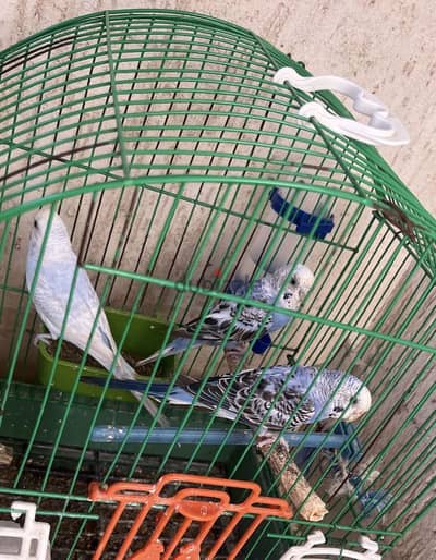 3 عصافير بادجي شباب بصحه ممتازه