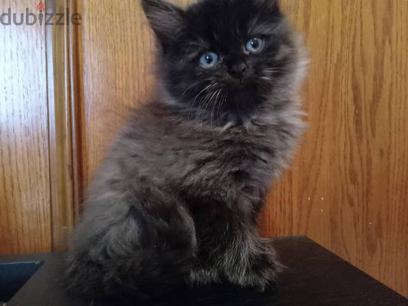 Persian Kittens 2