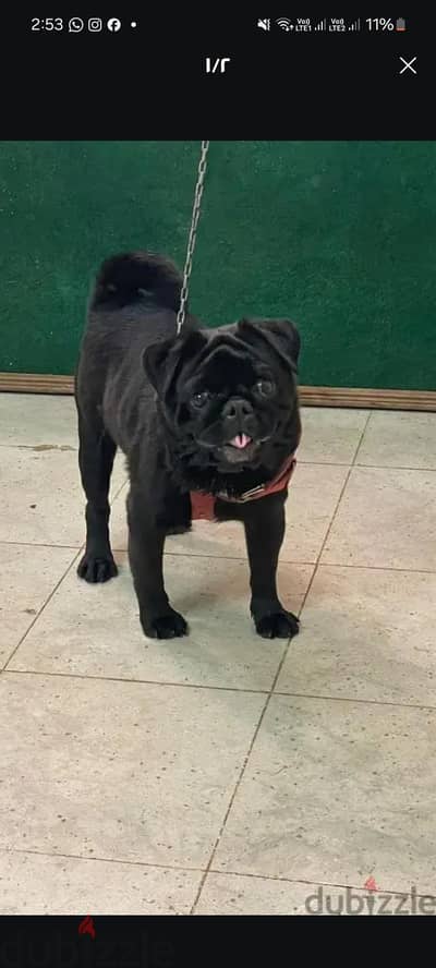 دكر بج اسود pug للبدل