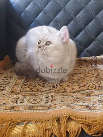 British shorthair