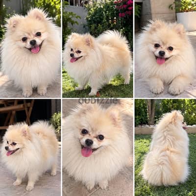 Pomeranian- Male