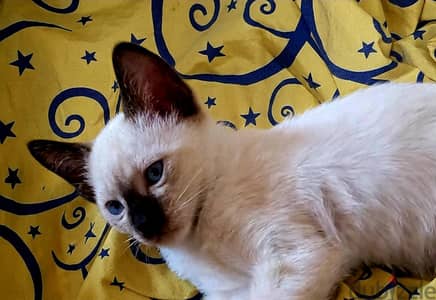 قط سيامي siamese kittens cat purebred