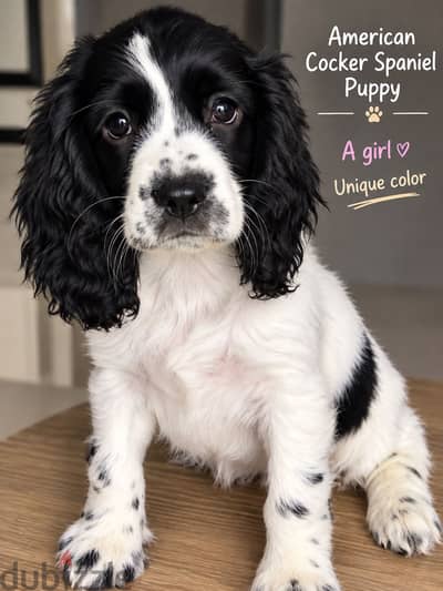 Cocker spaniel puppy