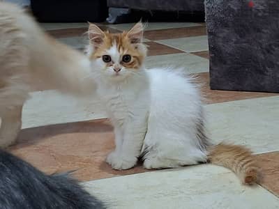 قطه تبني