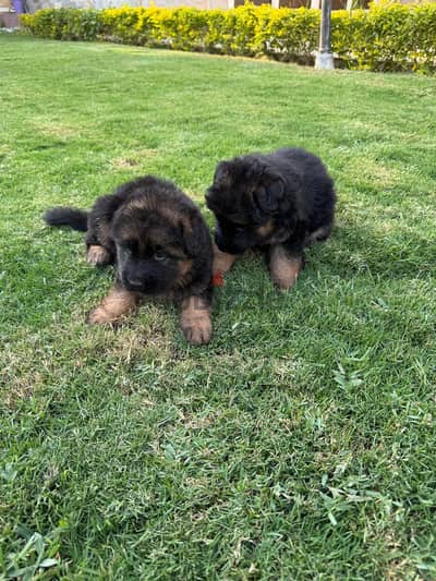للبيع جرو جيرمن (German Shepherd) لونج هيرمطعم بالكامل مستوى ممتاز